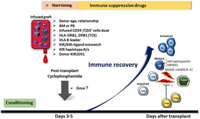 Graft-versus-tumor effect of post-transplant cyclophosphamide-based allogeneic hematopoietic cell transplantation